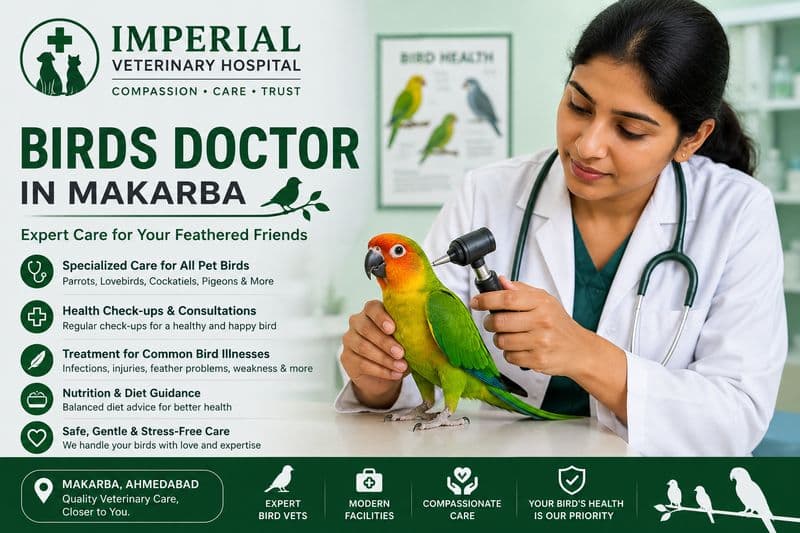 Imperial Veterinary Hospital | Best Pet Clinic in Satellite, Ahmedabad - Photo 2